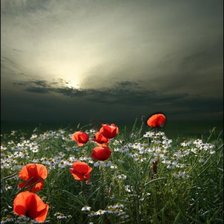 Схема вышивки «маки»