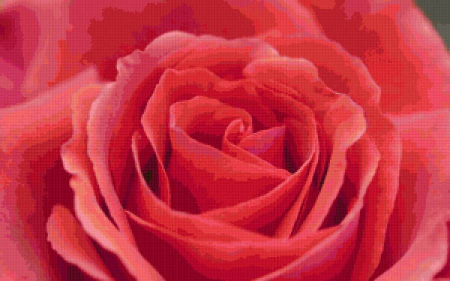 rose - цветы, розы, flower, роза, букет, цветок - предпросмотр