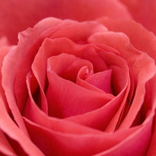 Схема вышивки «rose»