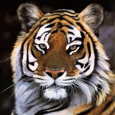 Схема вышивки «тигр»