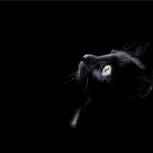 Схема вышивки «Маркиз»