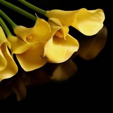 Схема вышивки «№162924»