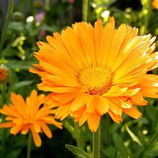 Схема вышивки «цветы»