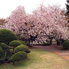 Схема вышивки «цветущая сакура»