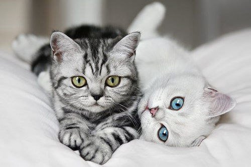 Котики - оригинал