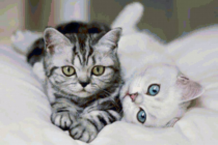 Котики - предпросмотр