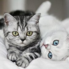 Схема вышивки «Котики»