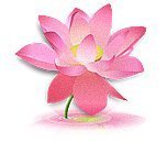 Схема вышивки «Маленький лотос»