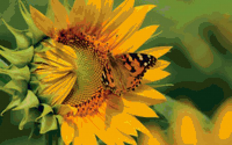 цветок солнца - подсолнух..., бабочка - предпросмотр