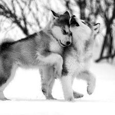 Схема вышивки «волчата»