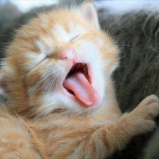 Схема вышивки «котенок»