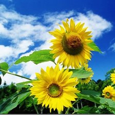 Схема вышивки «подсолнухи»