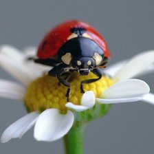 Схема вышивки «божья коровка»