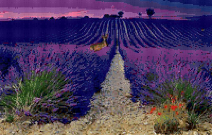 Лаванда - цветы, поле - предпросмотр