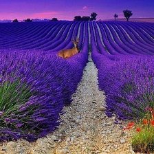 Схема вышивки «Лаванда»