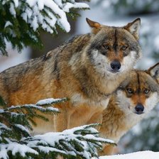 Схема вышивки «волки»