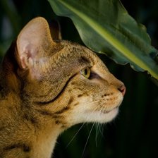 Схема вышивки «Кошка»