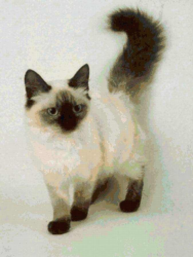 Кошка - предпросмотр