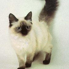 Схема вышивки «Кошка»