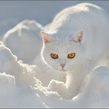 Схема вышивки «Кошка»