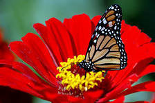 Схема вышивки «Бабочка на цветке»