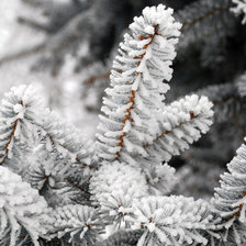 Зимняя сказка