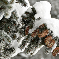 Зимняя сказка