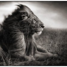 Схема вышивки «"Африка"»