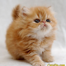 Схема вышивки «милашка»