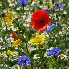 Схема вышивки «Polewie zweti»