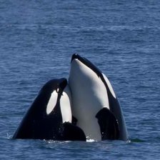 Схема вышивки «Kasatki»