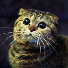 Схема вышивки «кот»