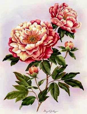 пионы - оригинал