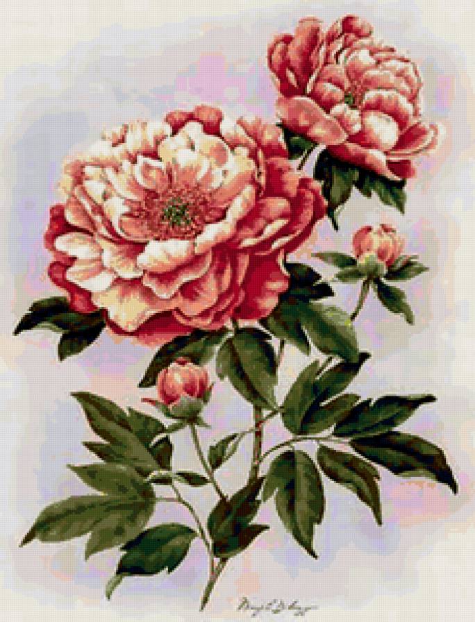 пионы - предпросмотр