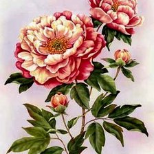 Схема вышивки «пионы»