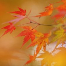 Схема вышивки «листья»