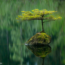 Схема вышивки «дерево»