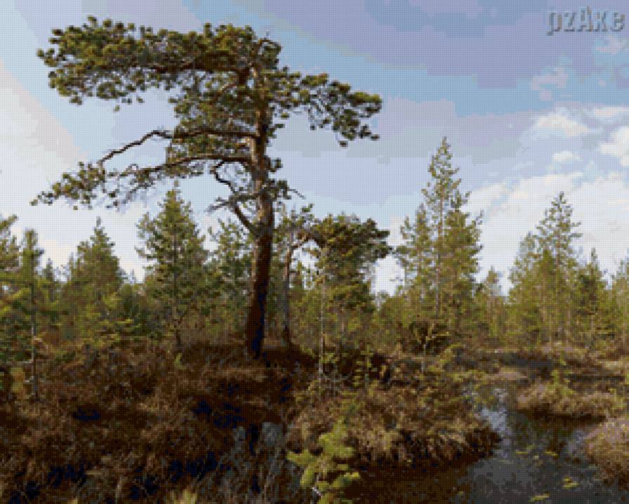 болото - предпросмотр