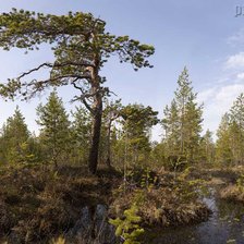 Схема вышивки «болото»