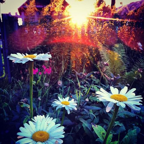 ромашки - оригинал