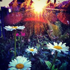 Схема вышивки «ромашки»