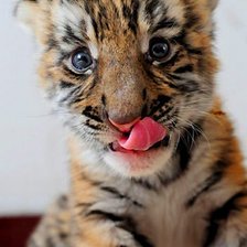 Схема вышивки «тигренок»