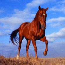 Схема вышивки «моя лошадка»