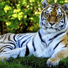 Схема вышивки «тигр»