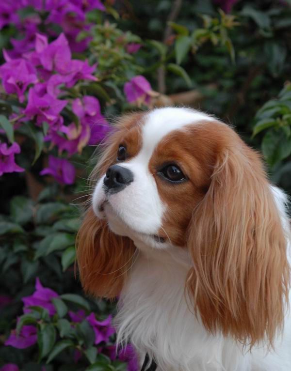 Кавалер кинг чарльз спаниель - животные, спаниель, собаки - оригинал