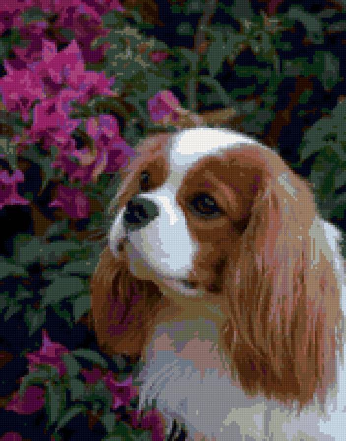 Кавалер кинг чарльз спаниель - животные, собаки, спаниель - предпросмотр