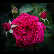 Схема вышивки «Роза ночью»