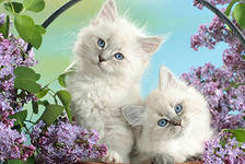 Схема вышивки «№165430»