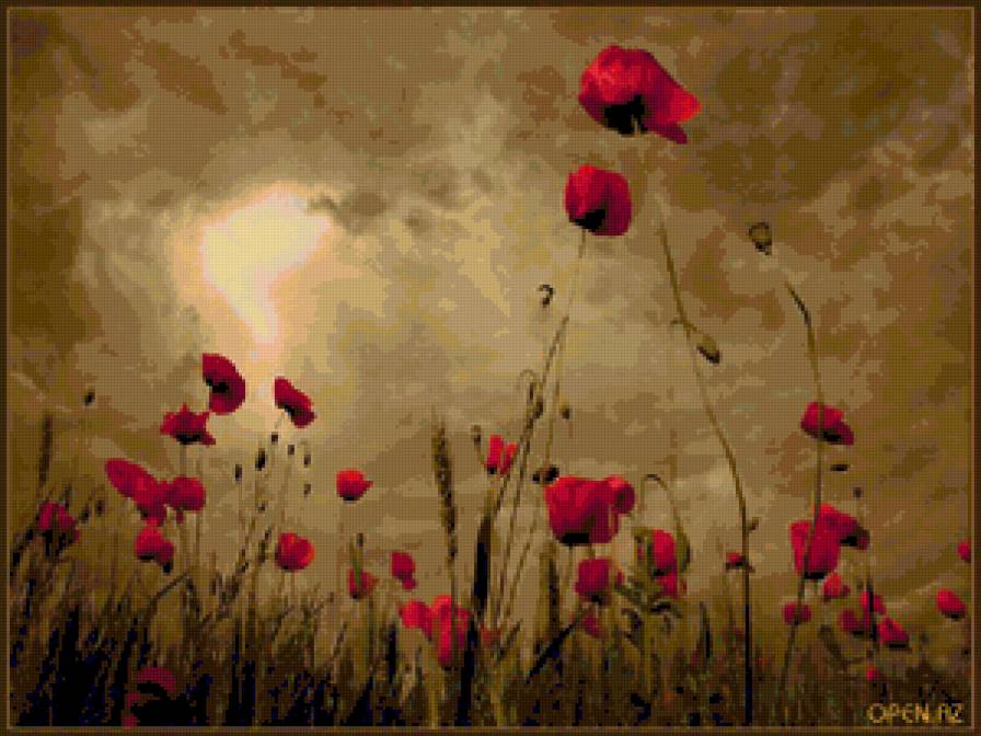 маки - вечер, поле, мак - предпросмотр