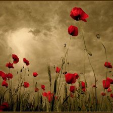 Схема вышивки «маки»